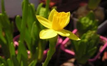 Rắn hổ mang - Cái gáo dừa
